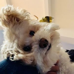 Meet your Posher, Evangeline